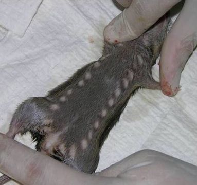 Image of Natal Mastomys