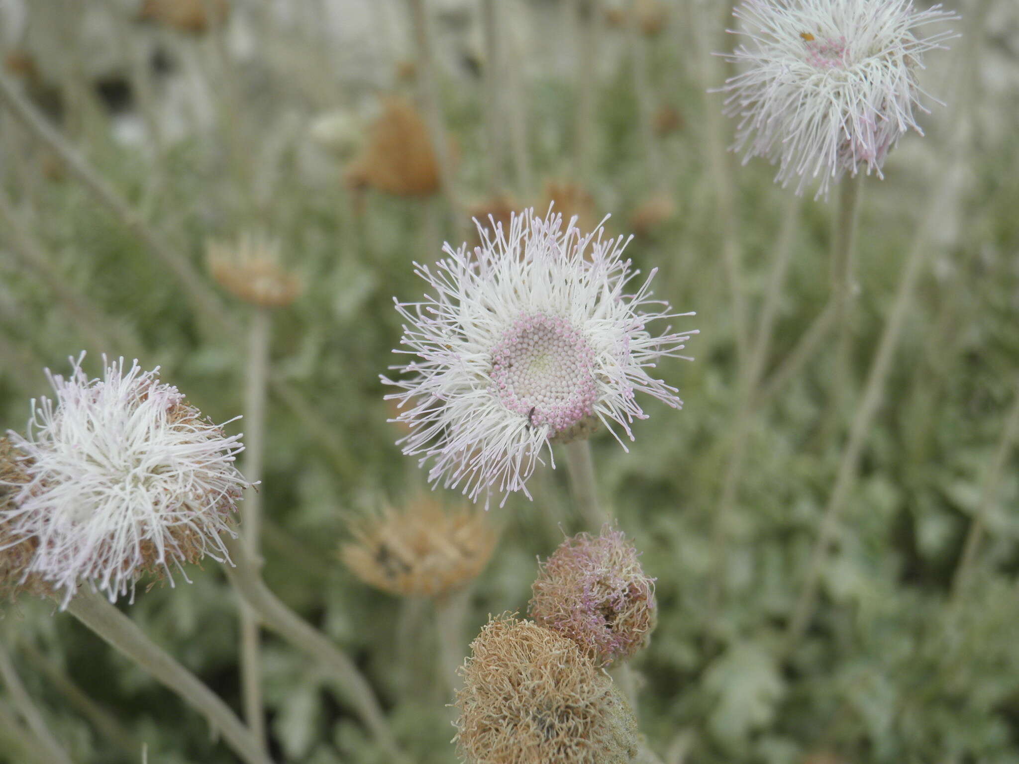 Image of Hofmeisteria fasciculata (Benth.) Walp.