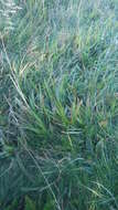 Image of broad-leaved meadow-grass