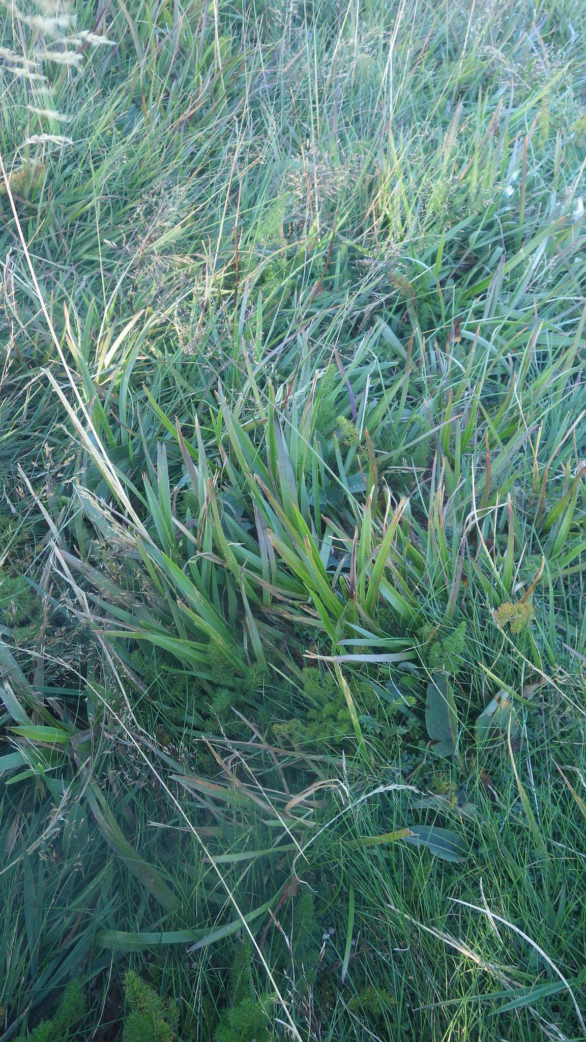 Image of broad-leaved meadow-grass