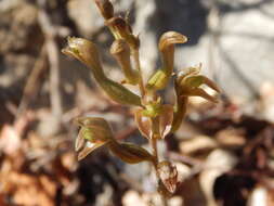 Sarcoglottis assurgens (Rchb. fil.) Schltr. resmi