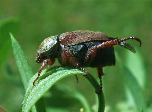 Sivun Hoplia (Decamera) praticola Duftschmidt 1805 kuva