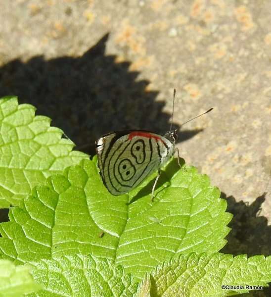 صورة Diaethria neglecta Salvin 1869