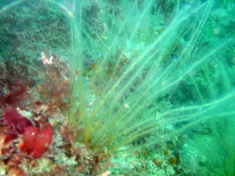 Image of antenna hydroid