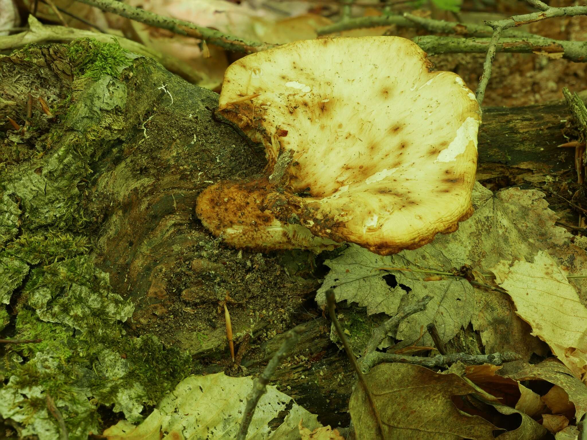 Image de Bresadolia craterella (Berk. & M. A. Curtis) Audet