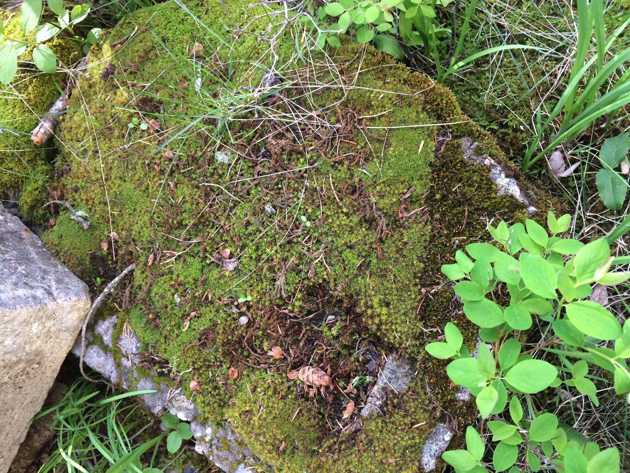 Image of great hairy screw-moss