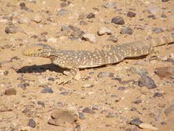 Image of Varanus griseus griseus (Daudin 1803)