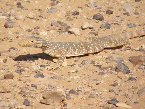 Image of Varanus griseus griseus (Daudin 1803)