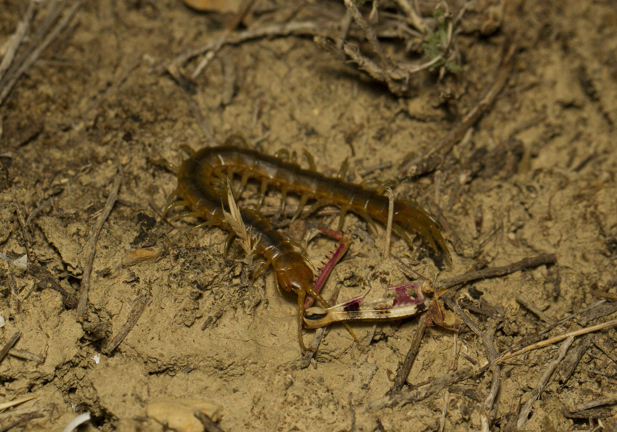 Image of Dog-toothed Giant Centipede