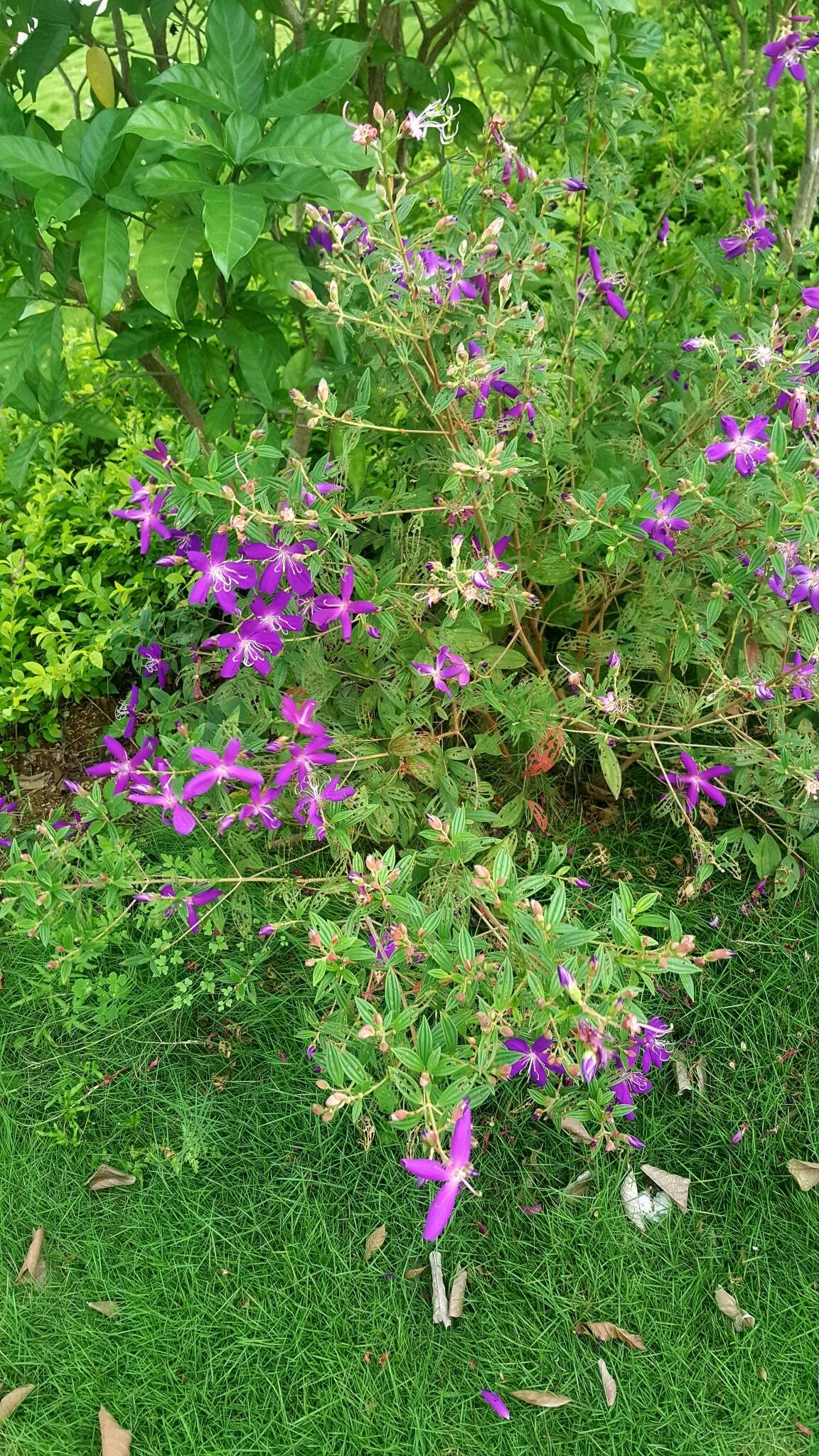 巴西蒂牡花的圖片