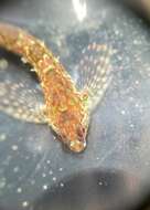 Image of Prickly sculpin