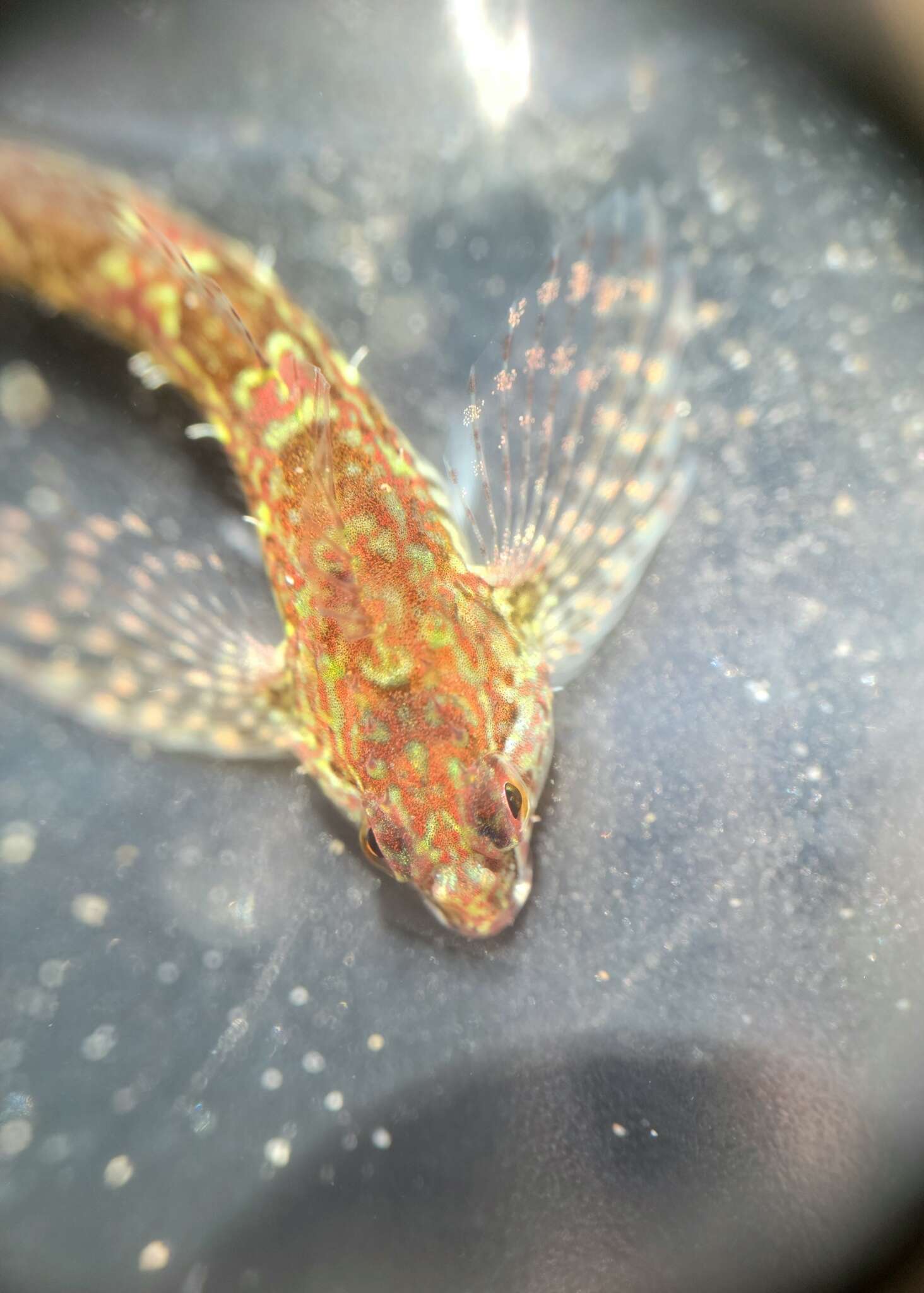 Image of Prickly sculpin
