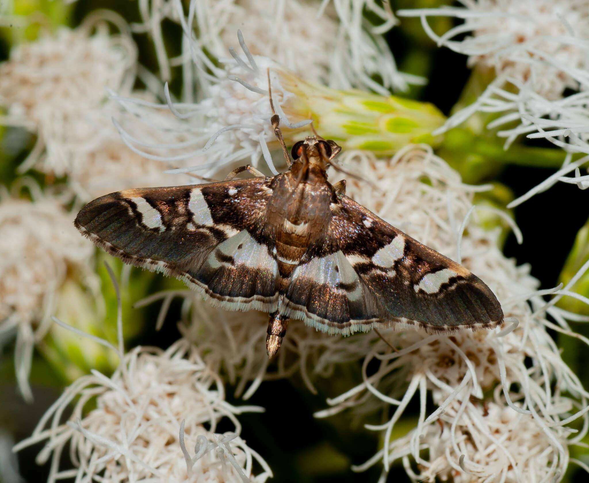 Image of Desmia ufeus Cramer