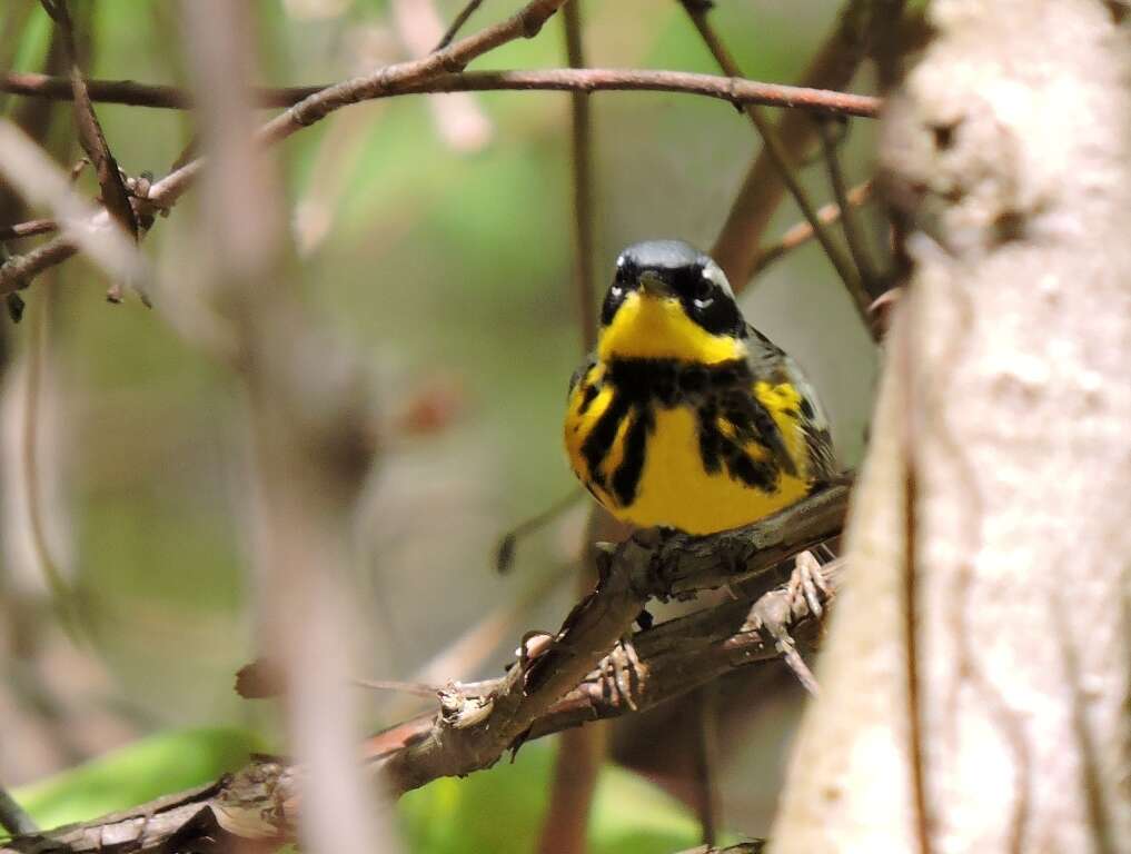 Слика од Setophaga magnolia (Wilson & A 1811)