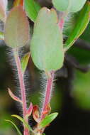 Image of dacite manzanita