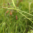 Image of Carex suifunensis Kom.