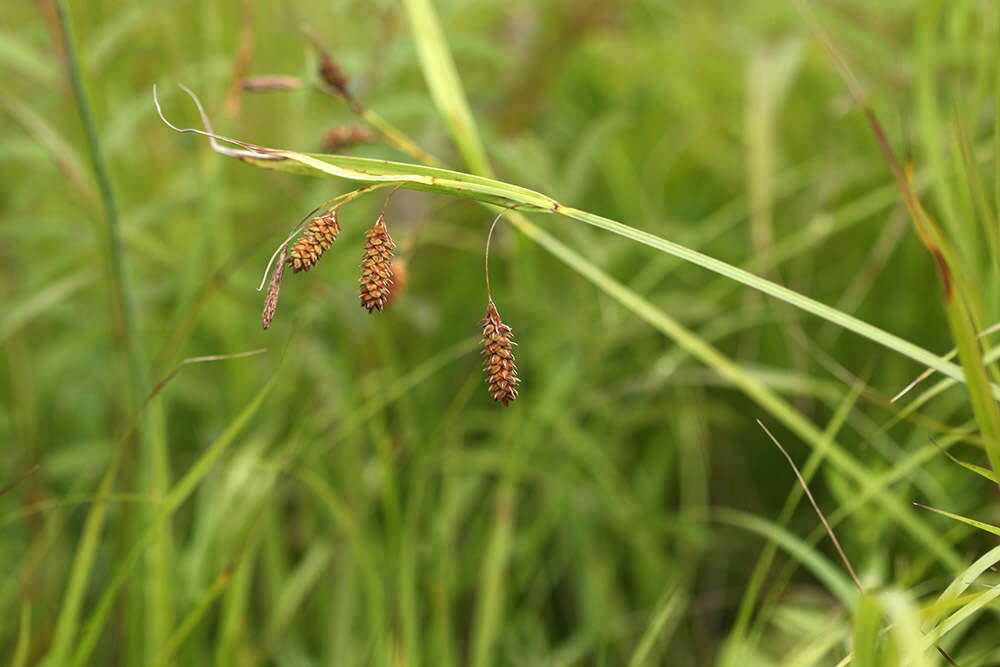 Image of Carex suifunensis Kom.