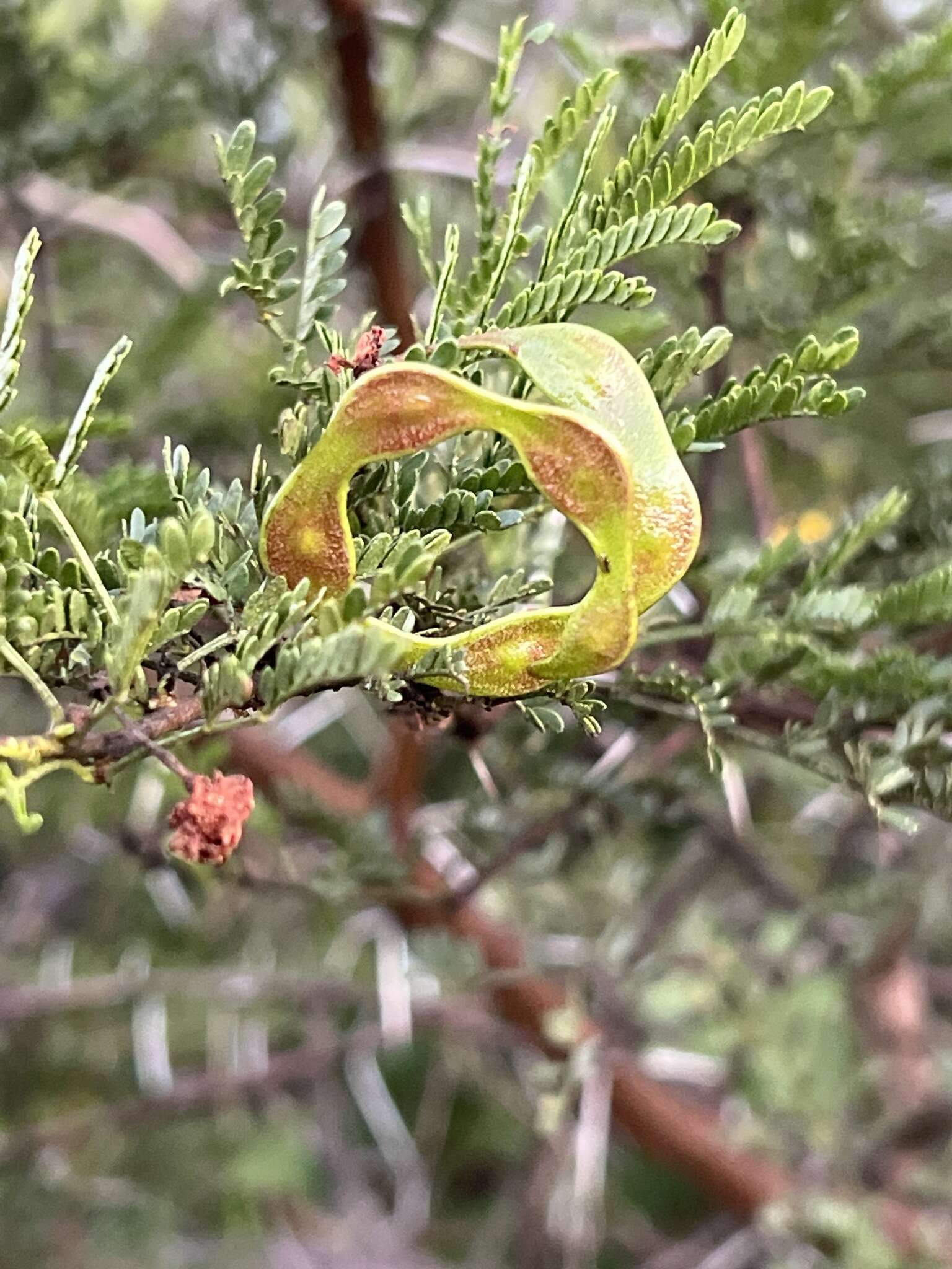 Image of Sticky acacia