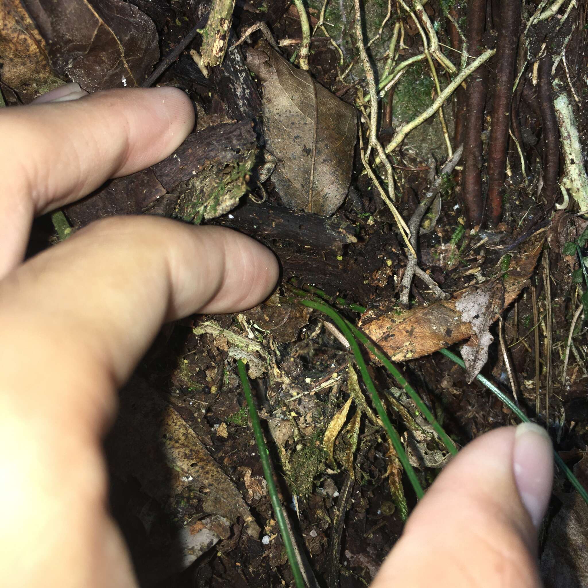 Polystichum formosanum Rosenst. resmi