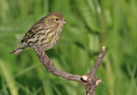 Image de Serin cini