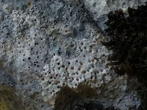 Image of protoblastenia lichen