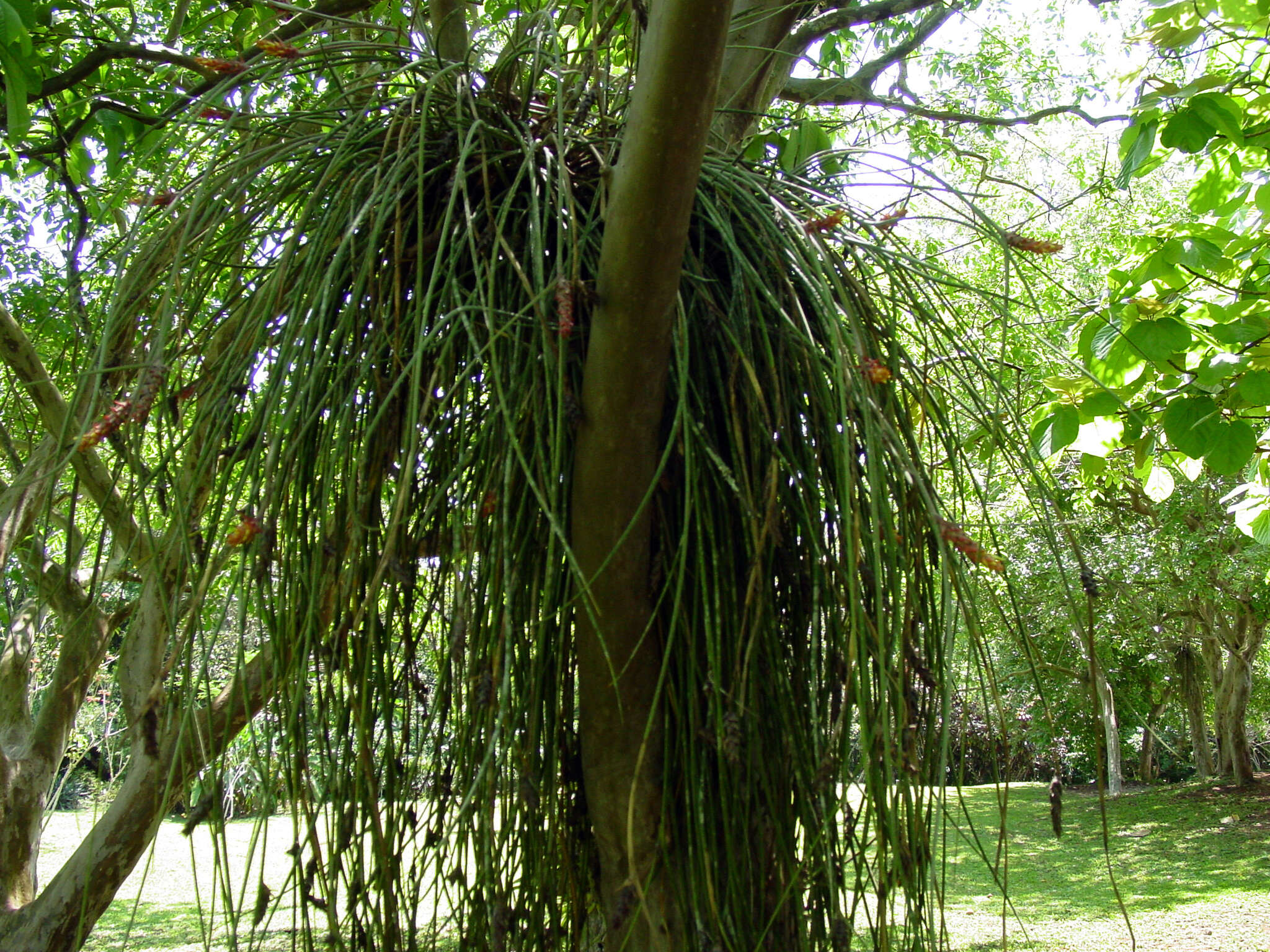 Image of Acanthostachys strobilacea (Schult. & Schult. fil.) Klotzsch