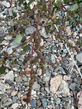 Chenopodium acuminatum Willd.的圖片