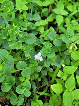 Слика од Murdannia loriformis (Hassk.) R. S. Rao & Kammathy