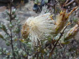 Image of Pteronia ovalifolia DC.