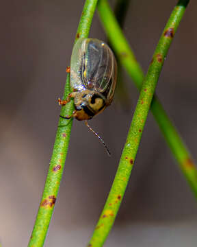 صورة <i>Paropsisterna bimaculata</i>