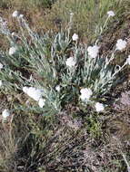 Achillea crithmifolia Waldst. & Kit. resmi