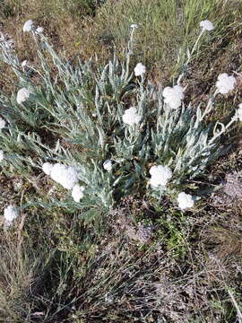 Achillea crithmifolia Waldst. & Kit. resmi