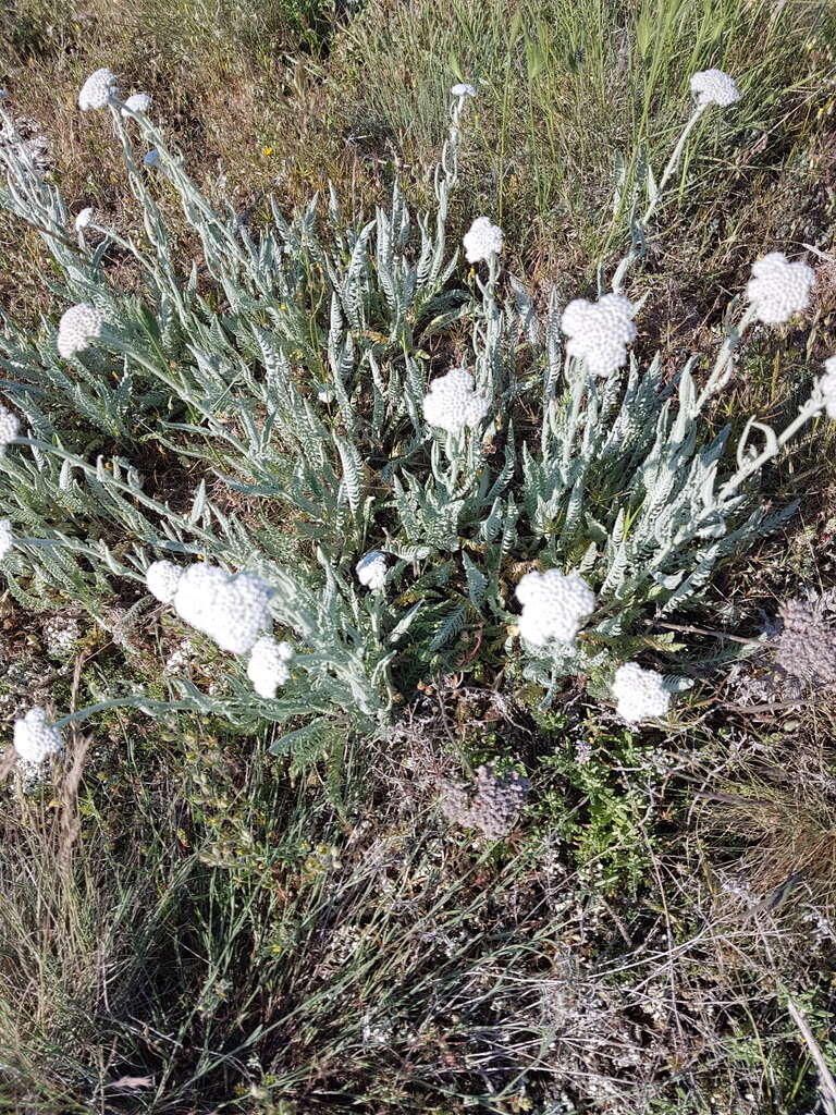 Image of Achillea crithmifolia Waldst. & Kit.