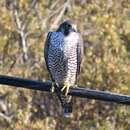 Image of Peale's Peregrine Falcon