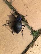 Image of Blue Ground Beetle