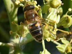 Image of Eristalis pertinax (Scopoli 1763)