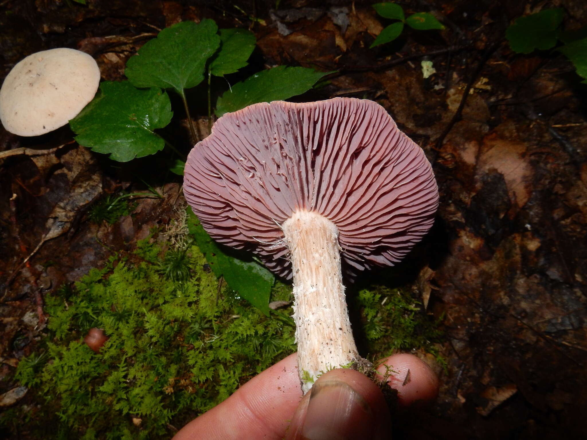 Image of Laccaria ochropurpurea (Berk.) Peck 1897