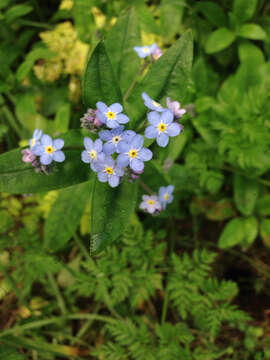 Image de Myosotis latifolia Poir.