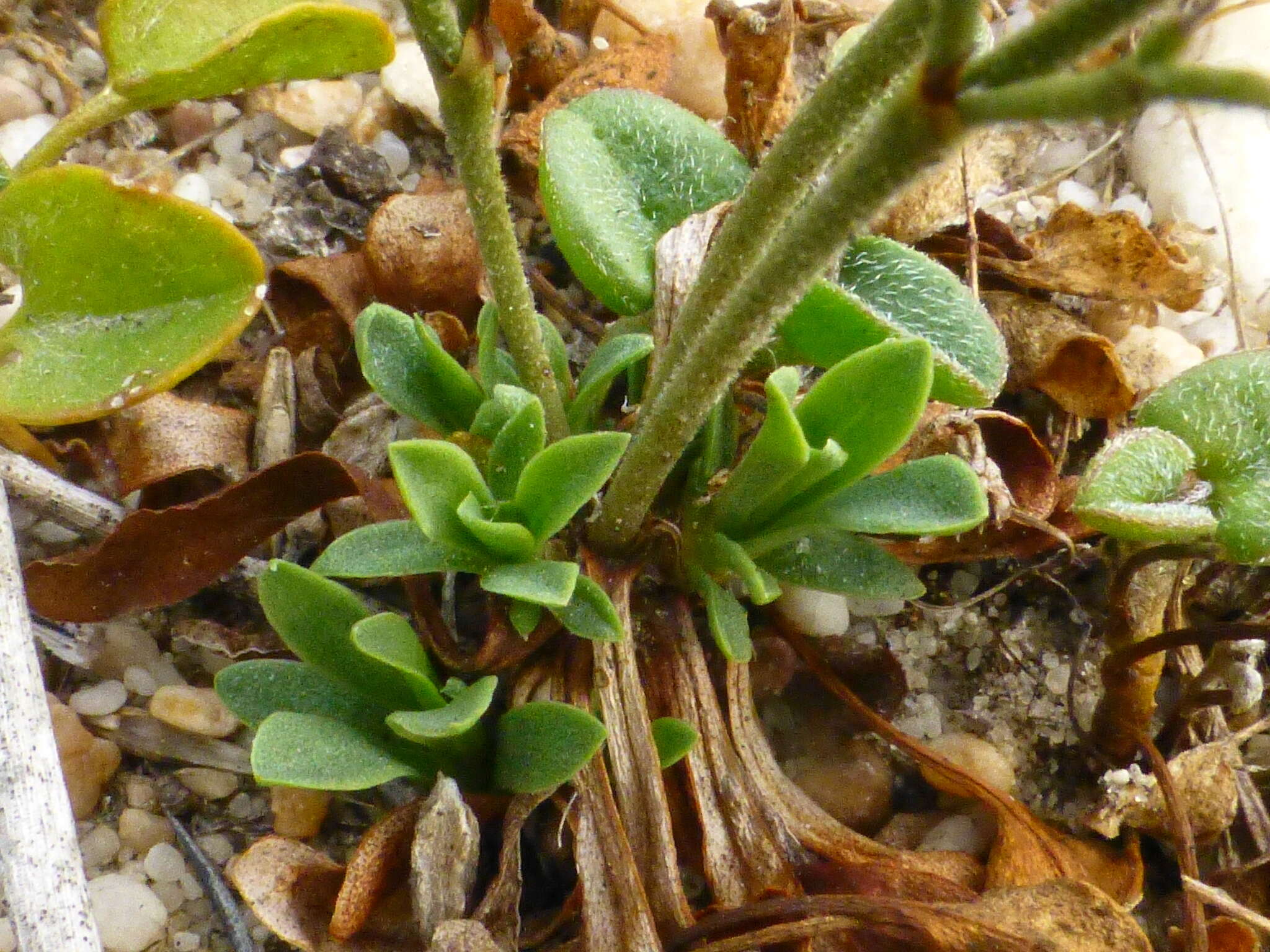 Imagem de Limonium scabrum (Thunb.) Kuntze