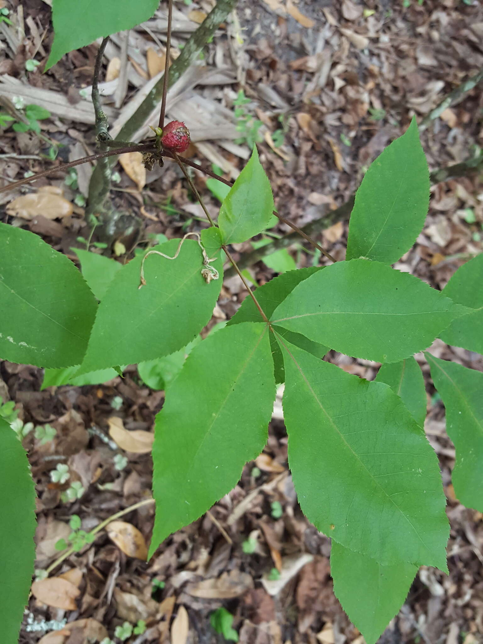 Phylloxera spinosa (Shimer 1869)的圖片