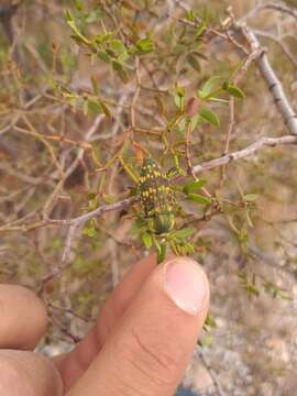 Image of Chalcopoecila