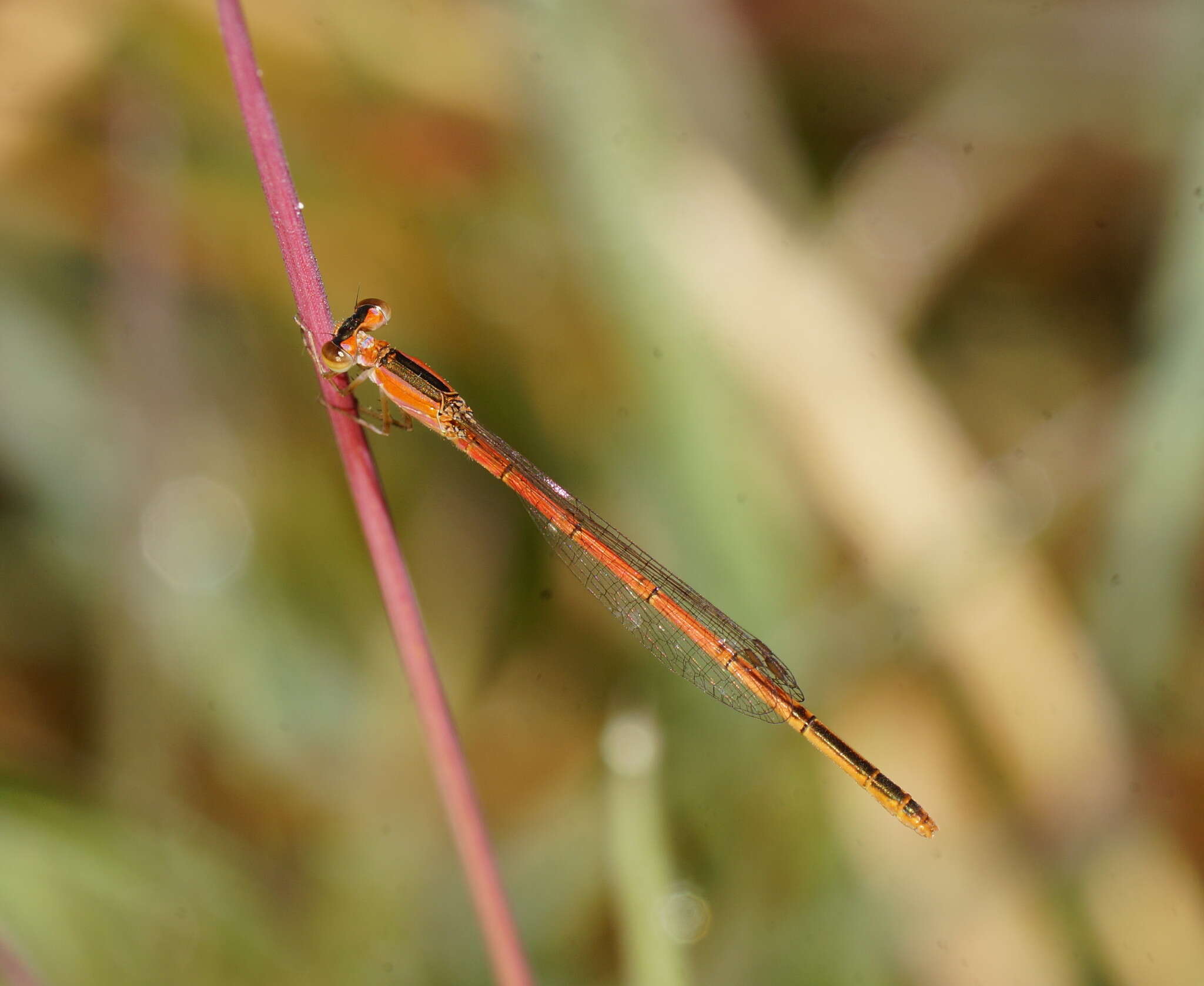 Imagem de Agriocnemis pygmaea (Rambur 1842)