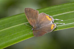 Слика од Hypolycaena thecloides (Felder 1860)