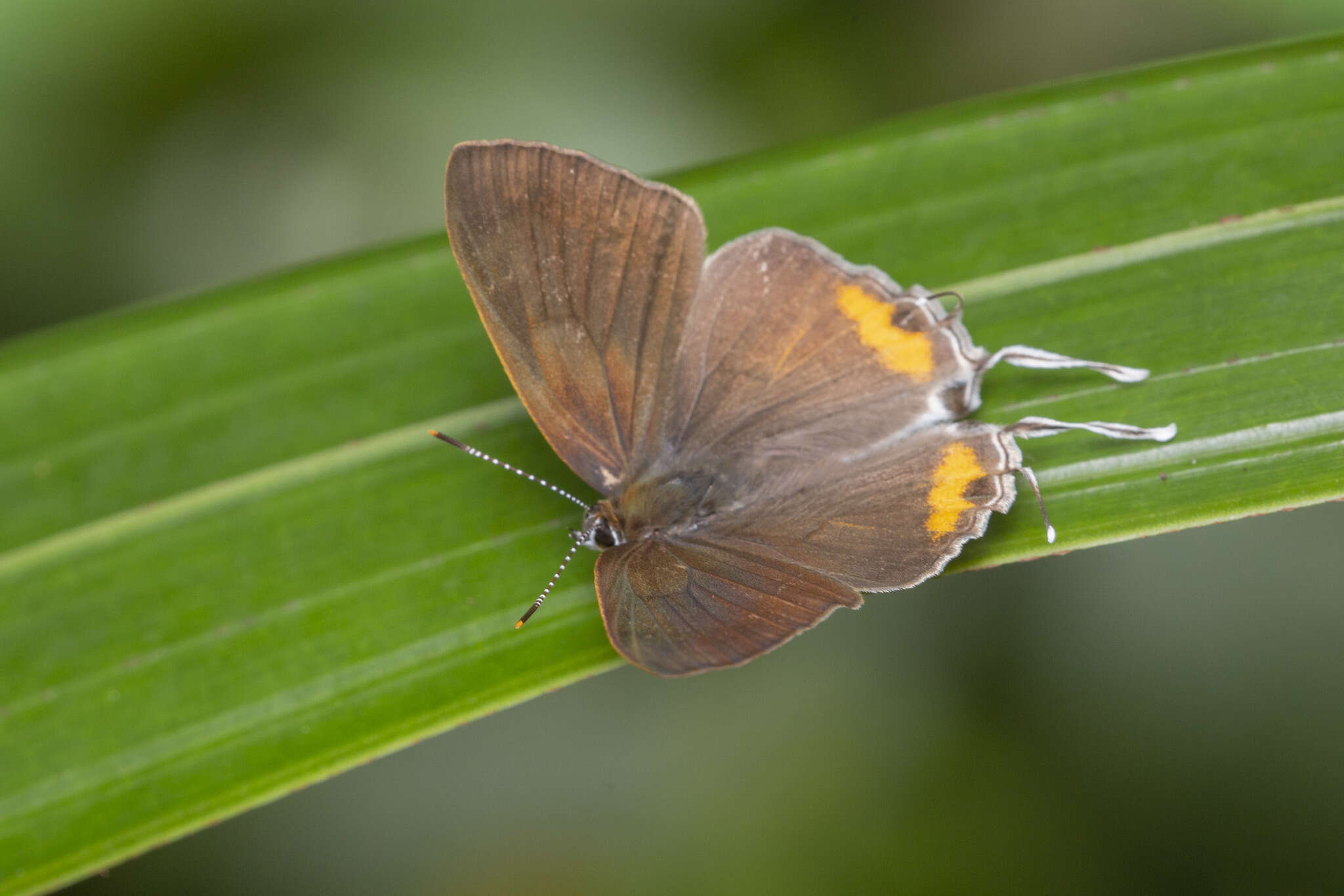 Слика од Hypolycaena thecloides (Felder 1860)