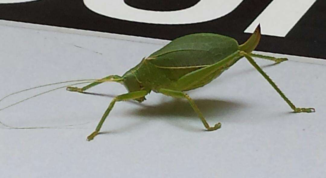 Image of western true katydids