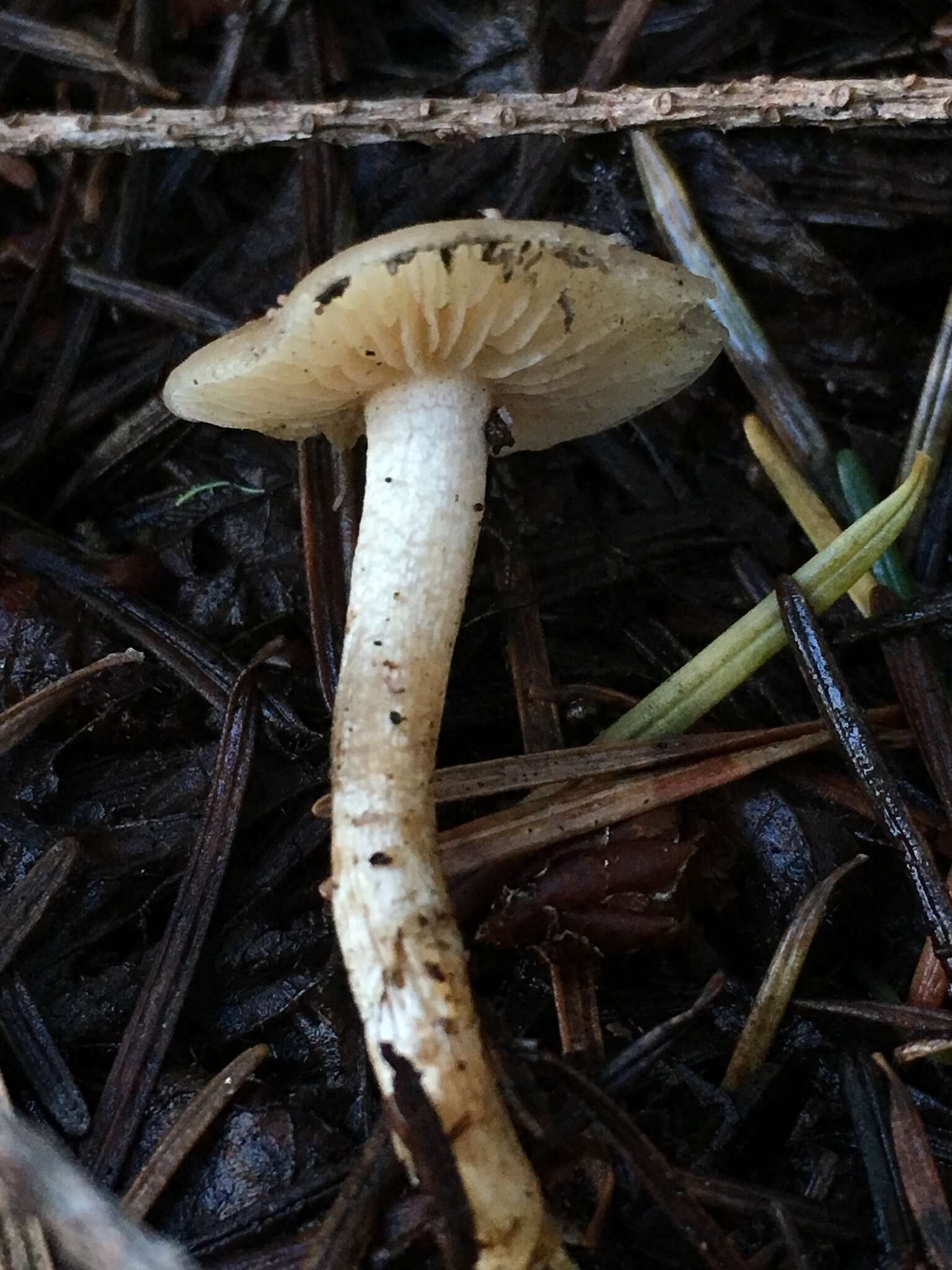 Plancia ëd Clitocybe fragrans (With.) P. Kumm. 1871