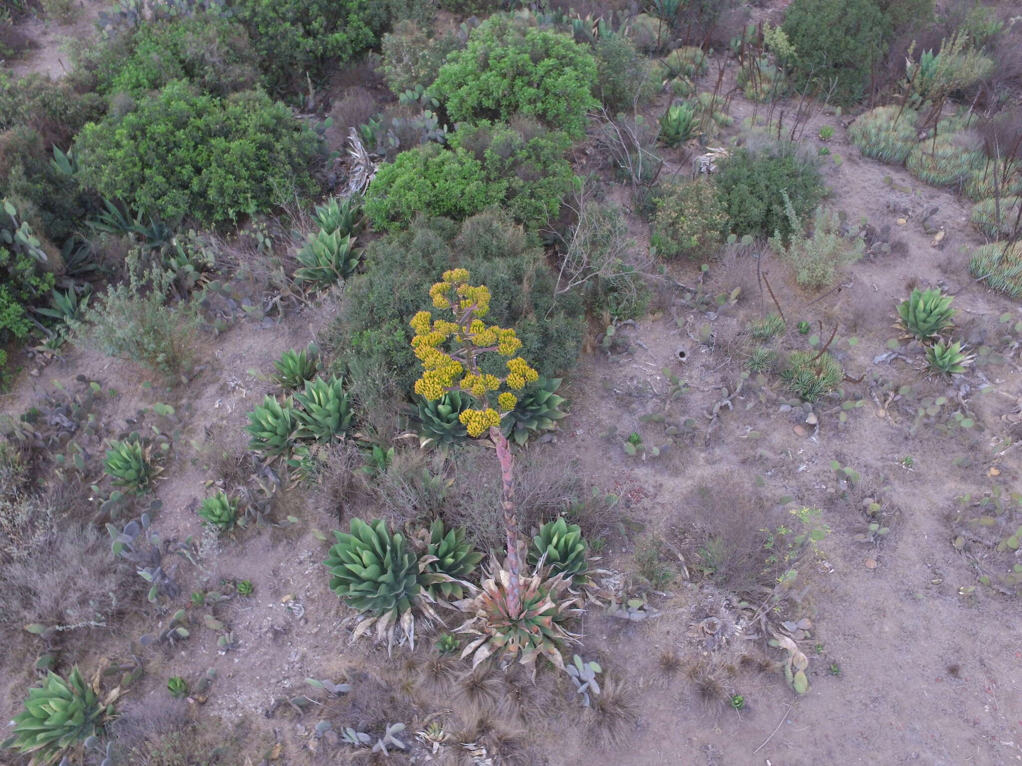 Image of Agave salmiana var. ferox (K. Koch) Gentry