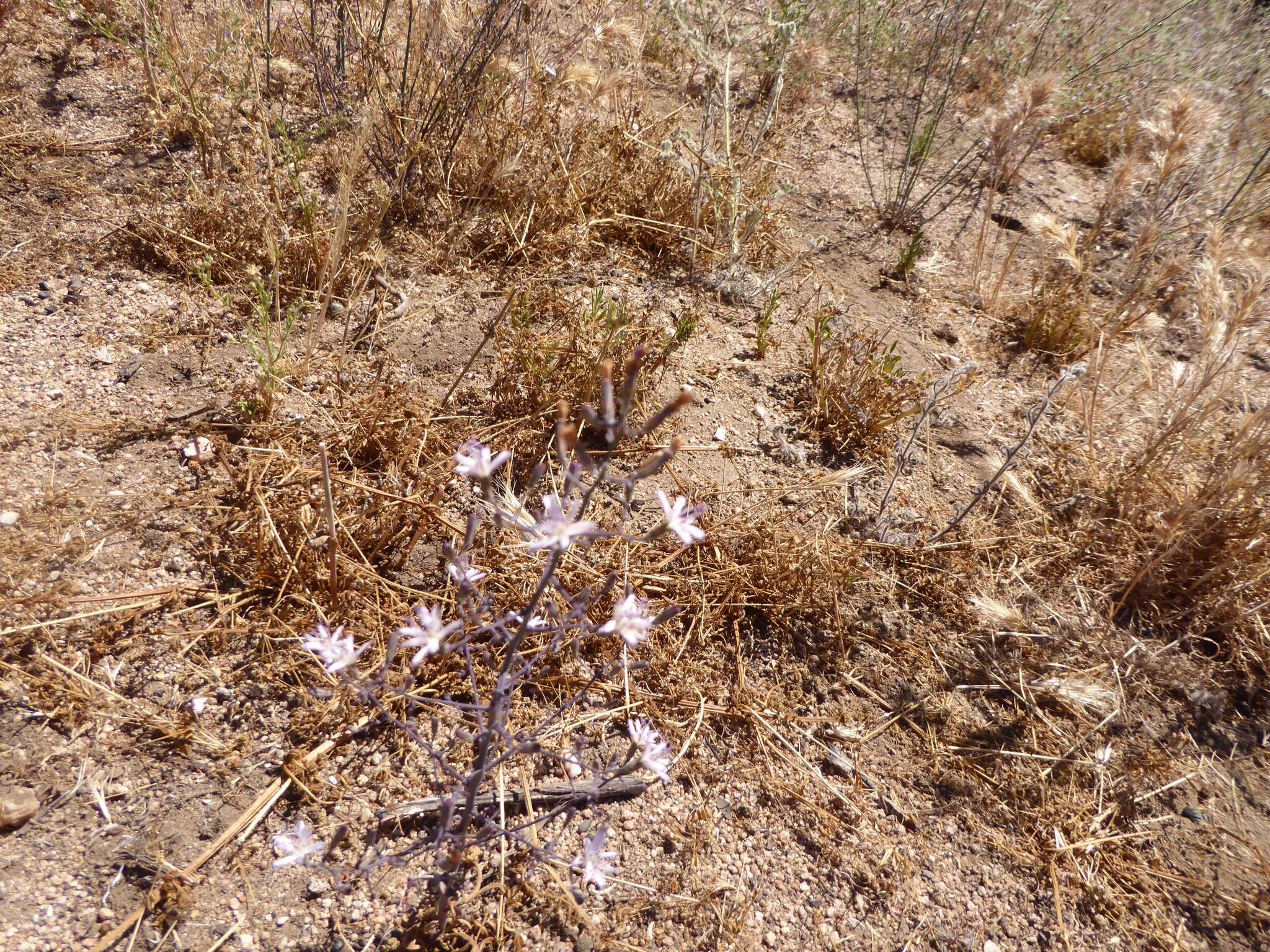 Sivun Stephanomeria exigua subsp. deanei (J. F. Macbr.) Gottlieb kuva