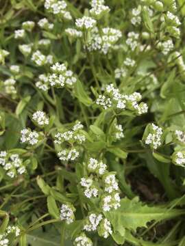 Image of European cornsalad