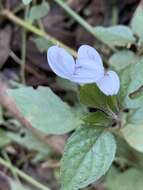 صورة Hypoestes triflora (Forssk.) Roem. & Schult.